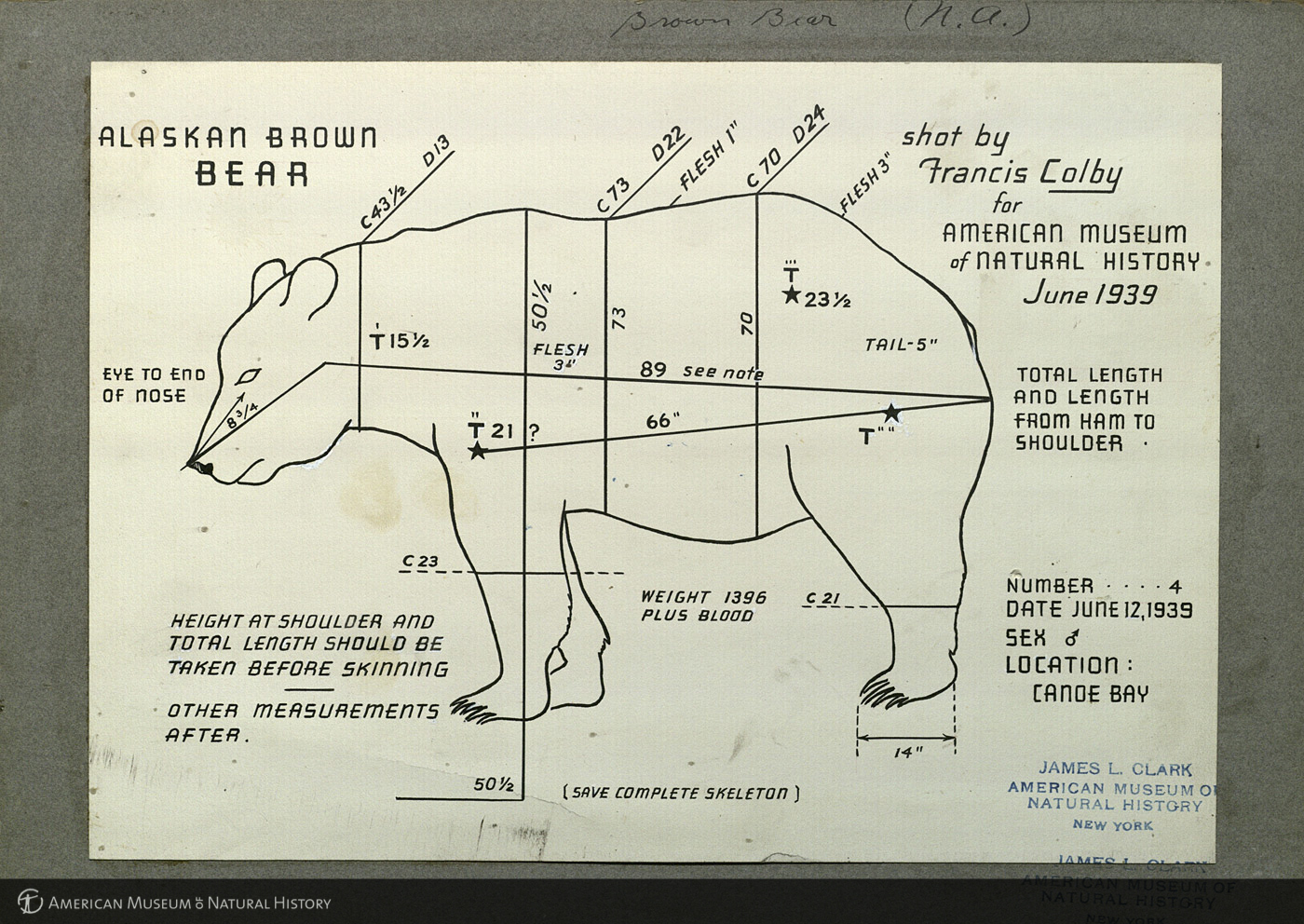 Alaska brown bear specimen measurement chart from AMNH