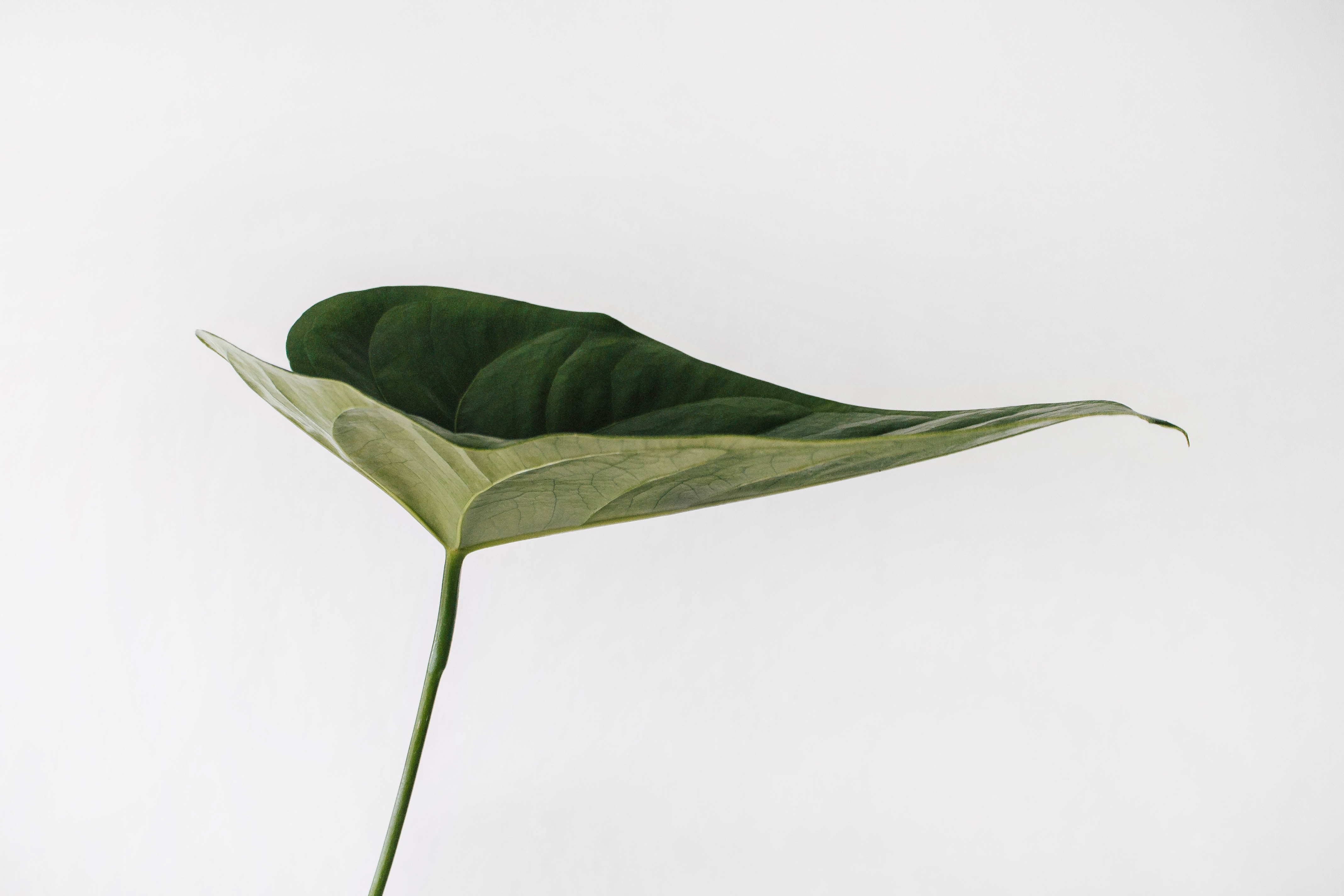 image of a single green leaf on a hite background